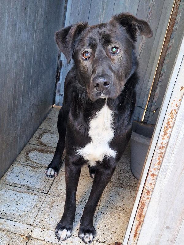 SALVA BRUNO DAL CANILE.ADOTTABILE IN TUTTA ITALIA! Foto 9